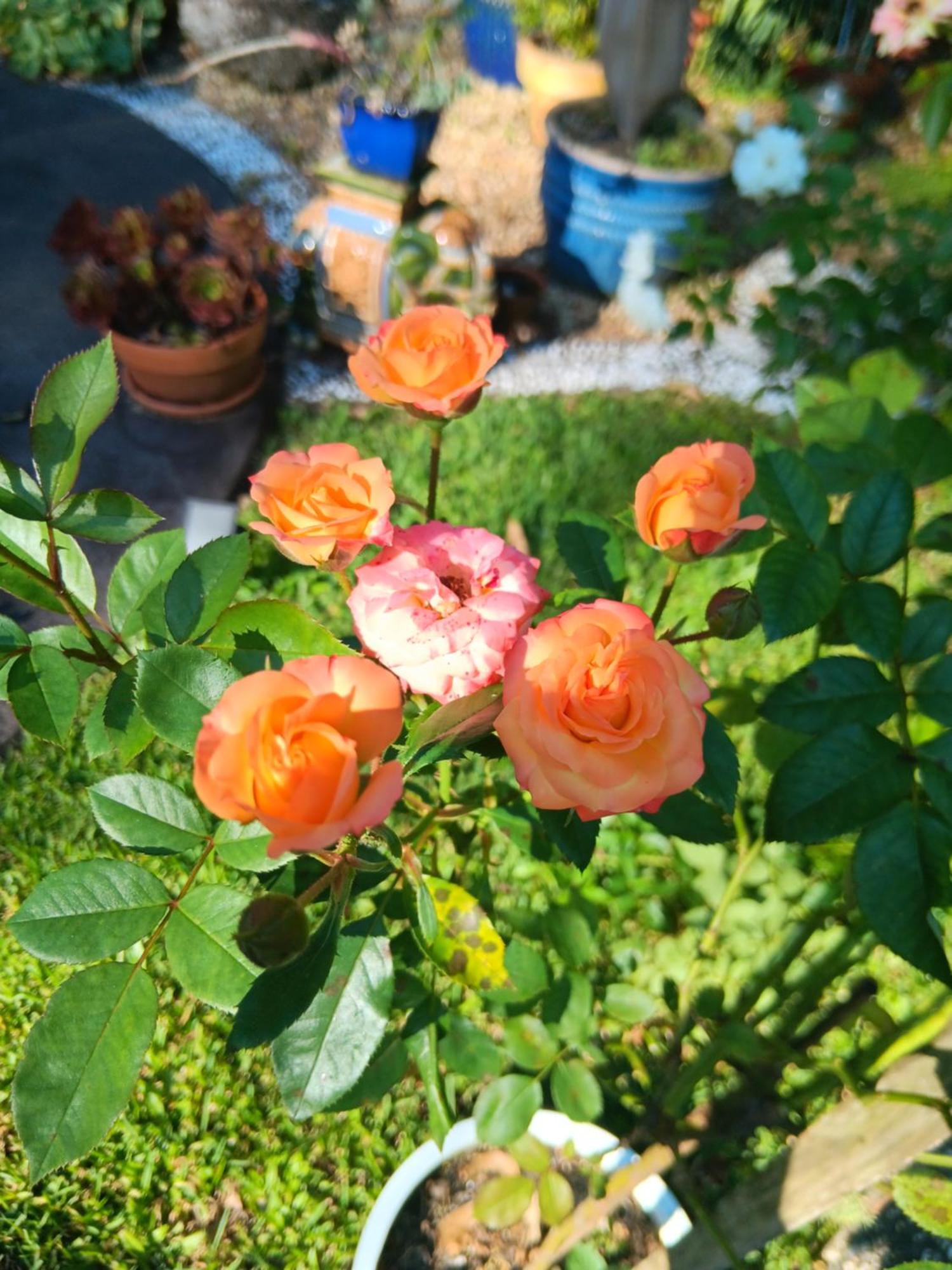 Mapleton Peaceful Provence Bnb Luaran gambar